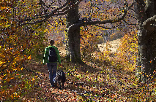 Wanderwege mit Hund im Bayerischen Wald